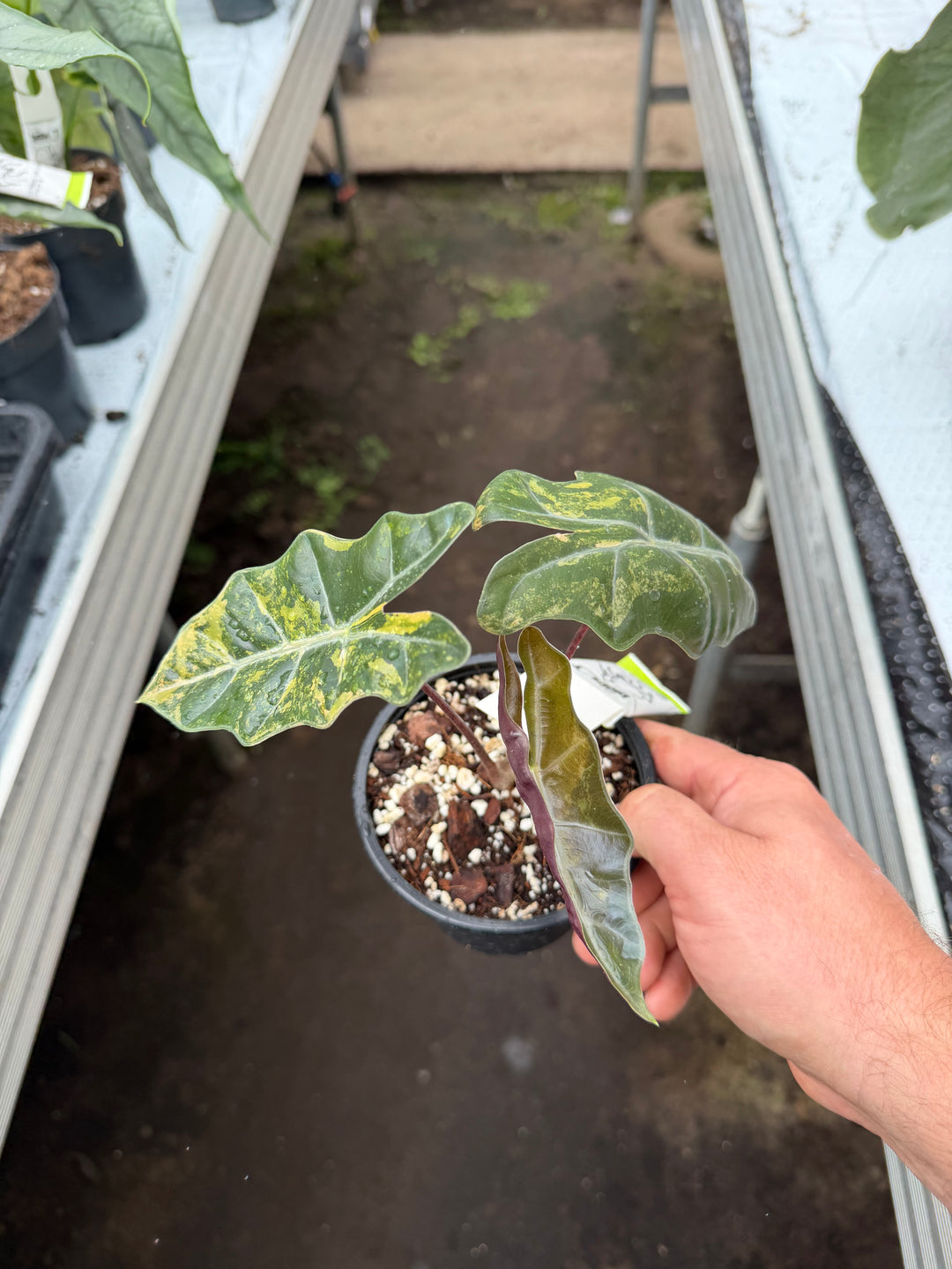 Alocasia pseudosanderia Aurea