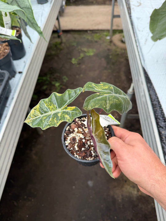 Alocasia pseudosanderia Aurea