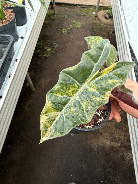 Alocasia pseudosanderia Aurea