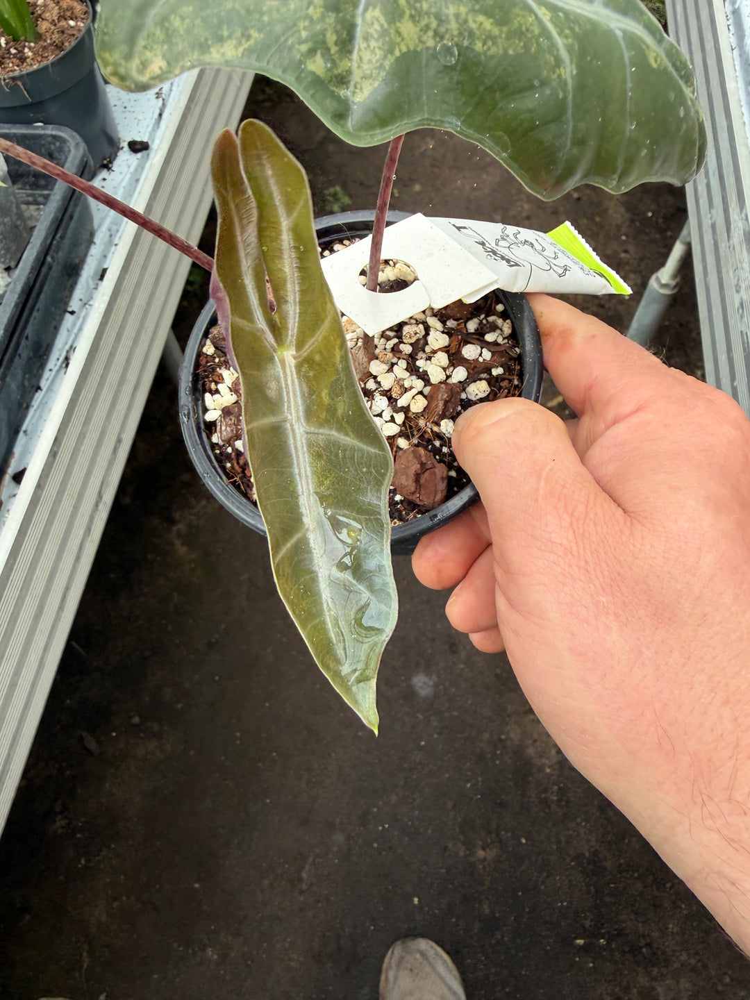 Alocasia pseudosanderia Aurea