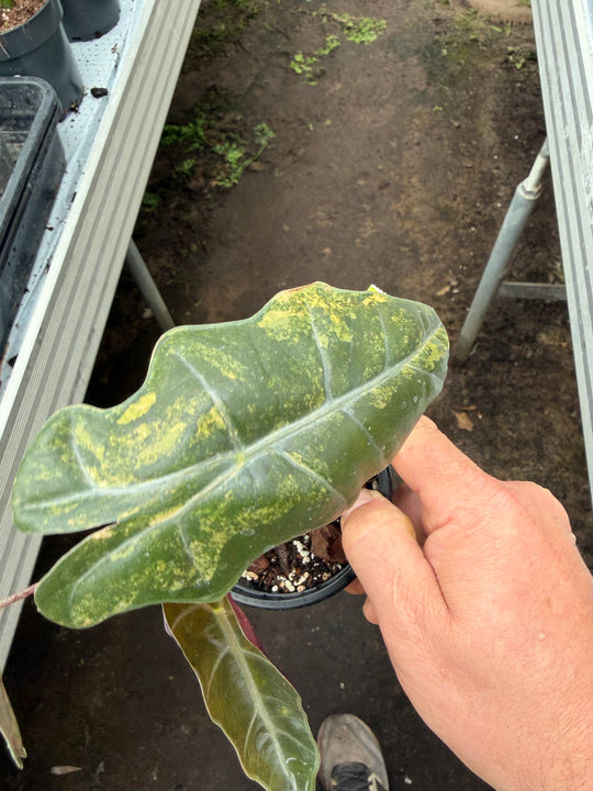 Alocasia pseudosanderia Aurea