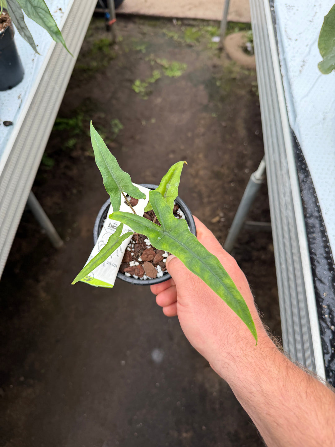 Alocasia Sabrina narrow form