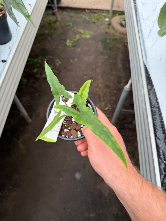 Alocasia Sabrina narrow form