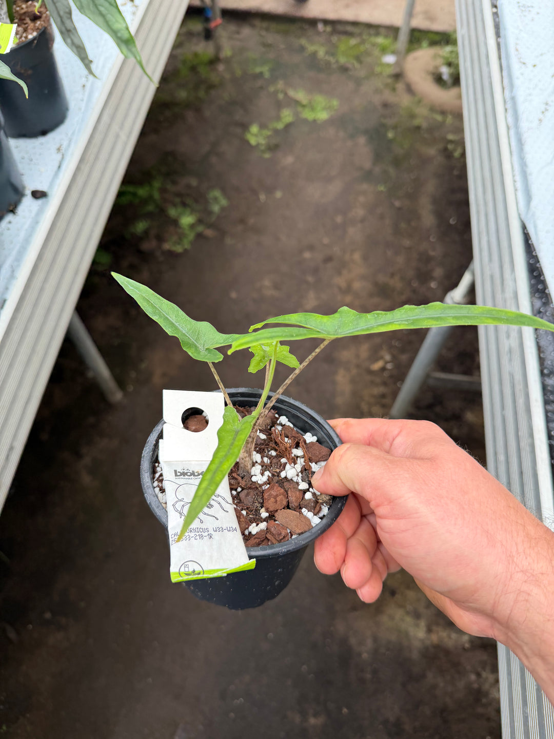Alocasia Sabrina narrow form