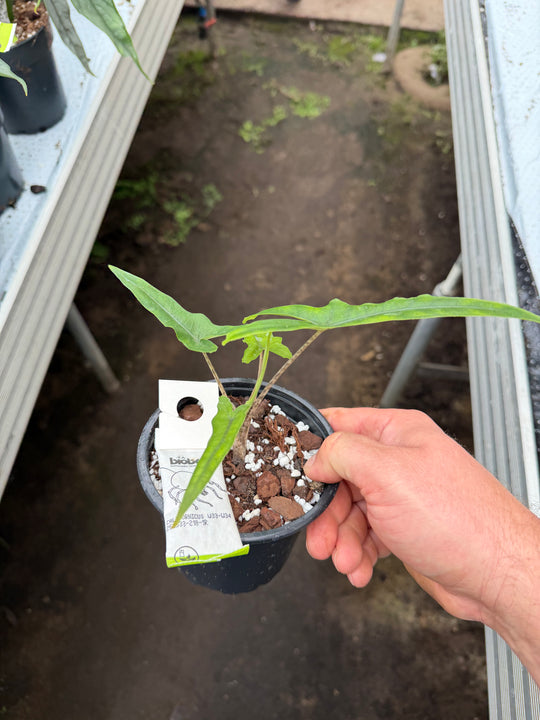 Alocasia Sabrina narrow form