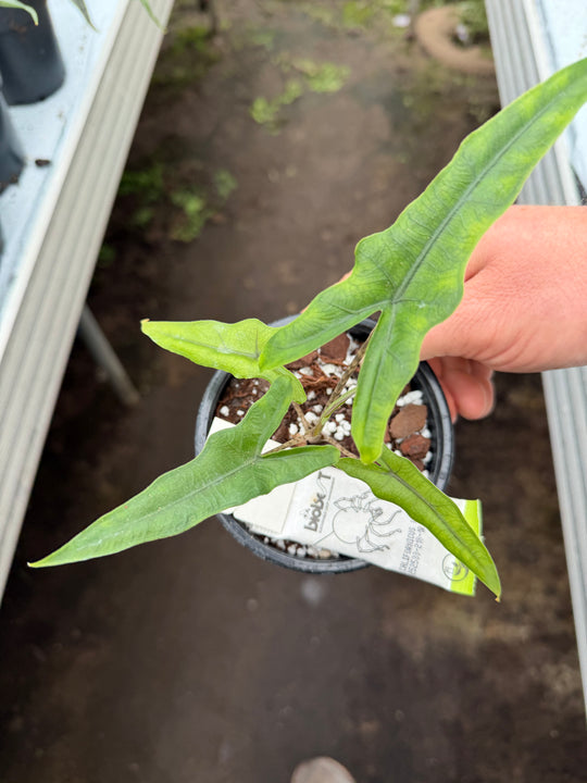 Alocasia Sabrina narrow form