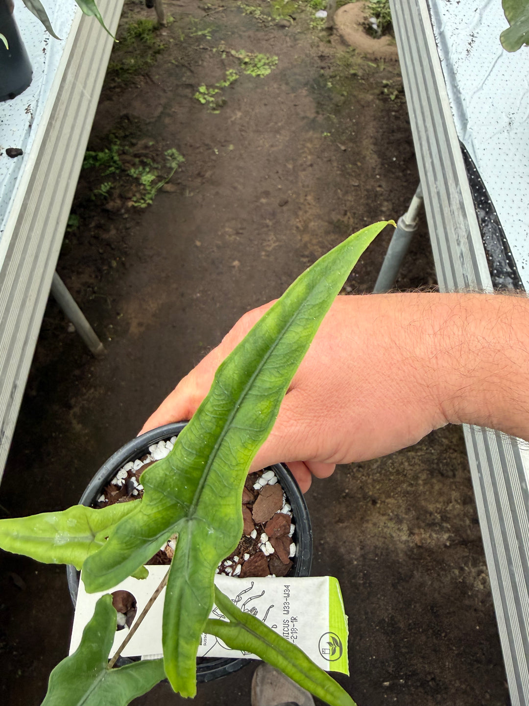 Alocasia Sabrina narrow form
