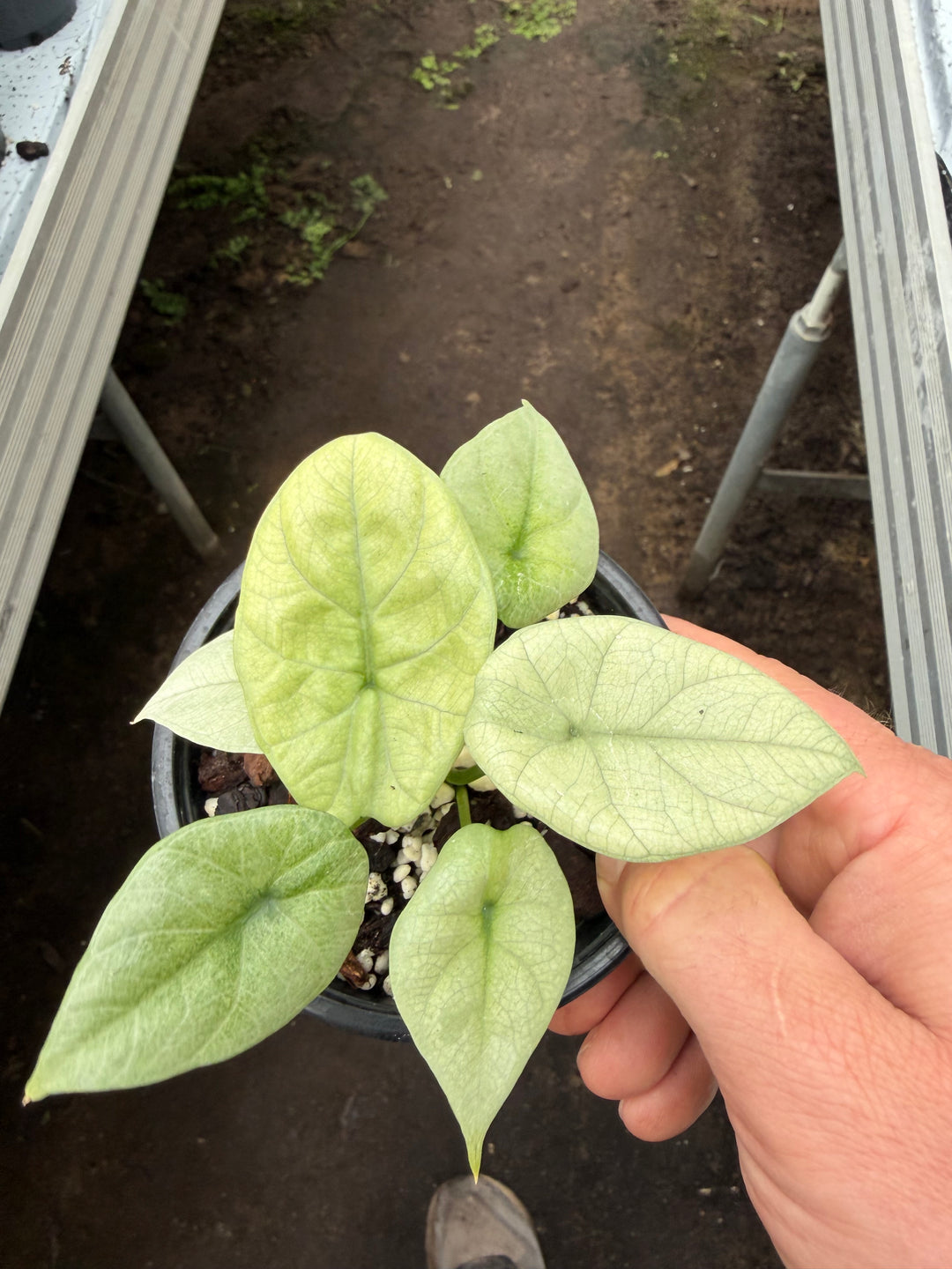 Alocasia Siunata full mint