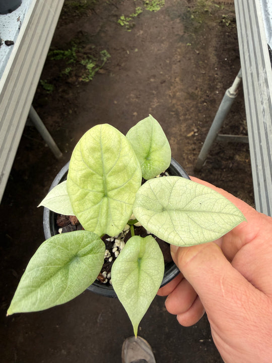 Alocasia Siunata full mint