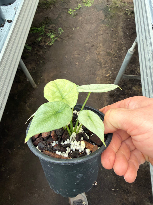 Alocasia Siunata full mint