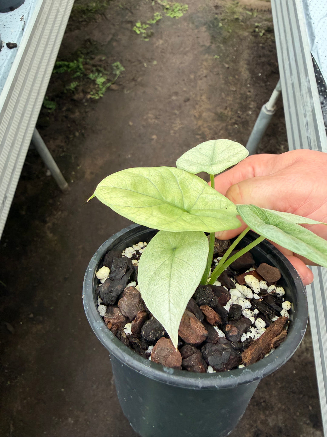 Alocasia Siunata full mint