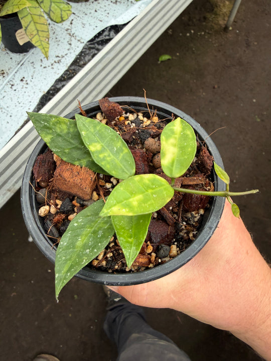 Hoya lacunosa Amarillo