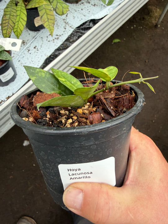 Hoya lacunosa Amarillo