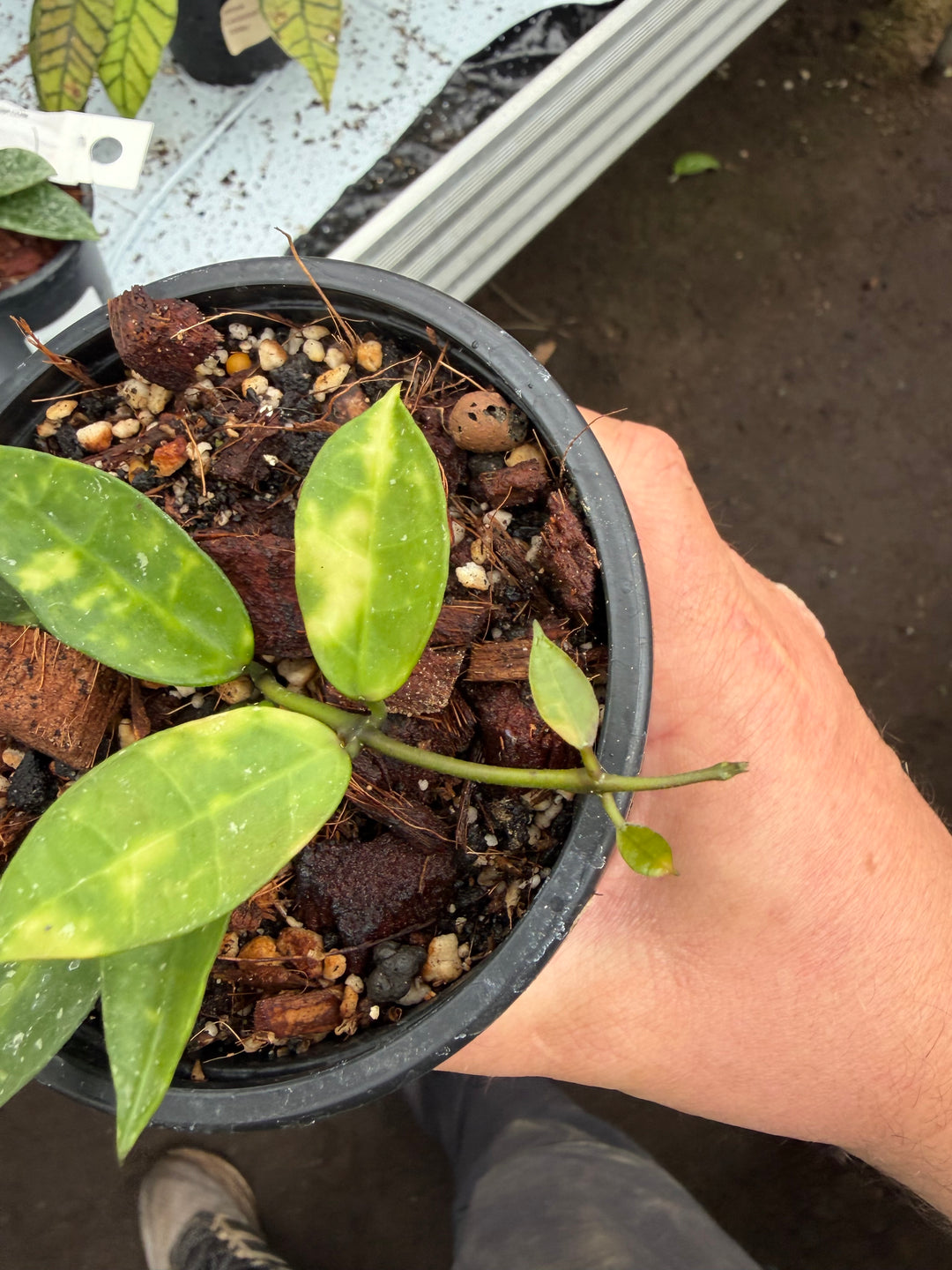 Hoya lacunosa Amarillo