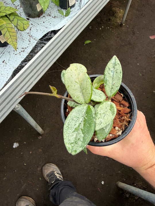 Hoya Wilbur graves