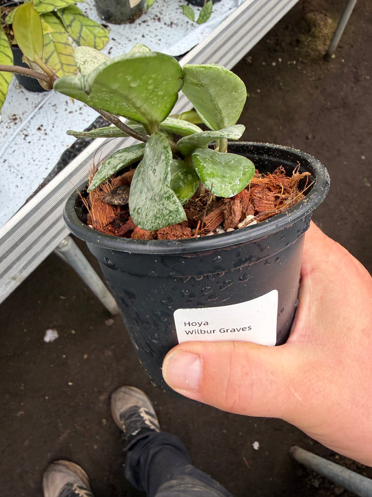 Hoya Wilbur graves