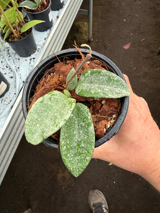 Hoya nova ghost