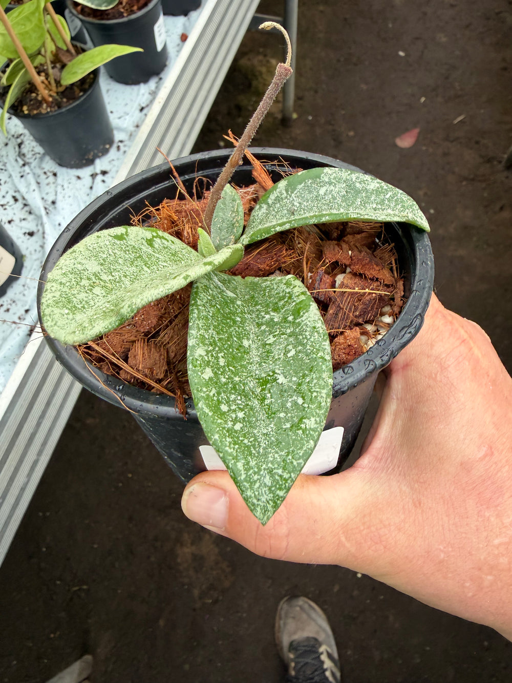 Hoya nova ghost