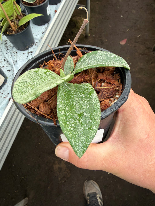 Hoya nova ghost