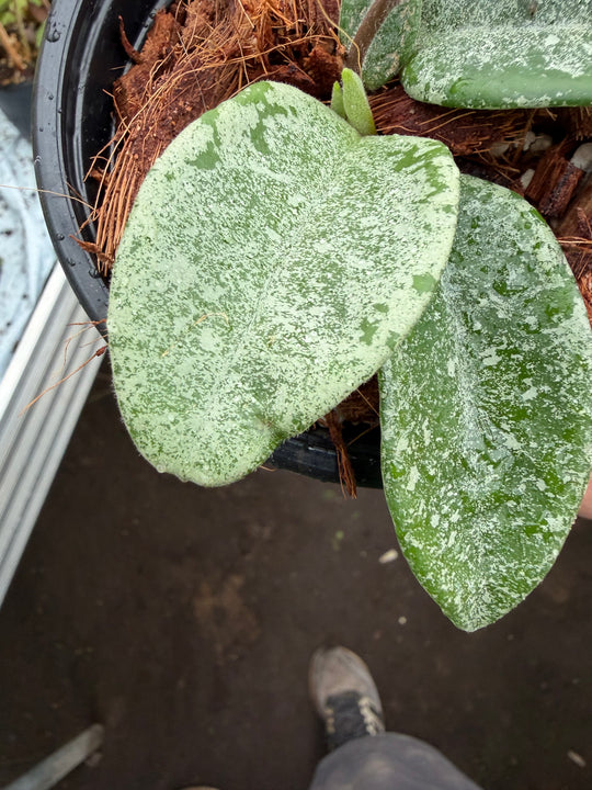 Hoya nova ghost