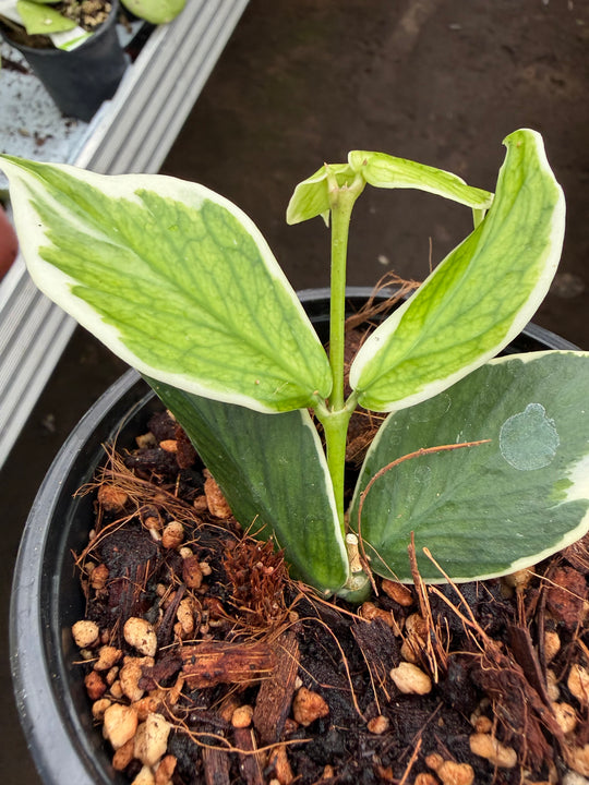 Hoya polyneura albo