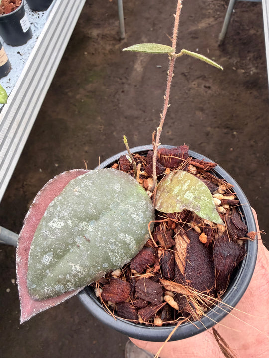 Hoya Caudata Sumatra