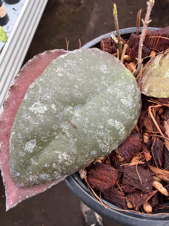 Hoya Caudata Sumatra