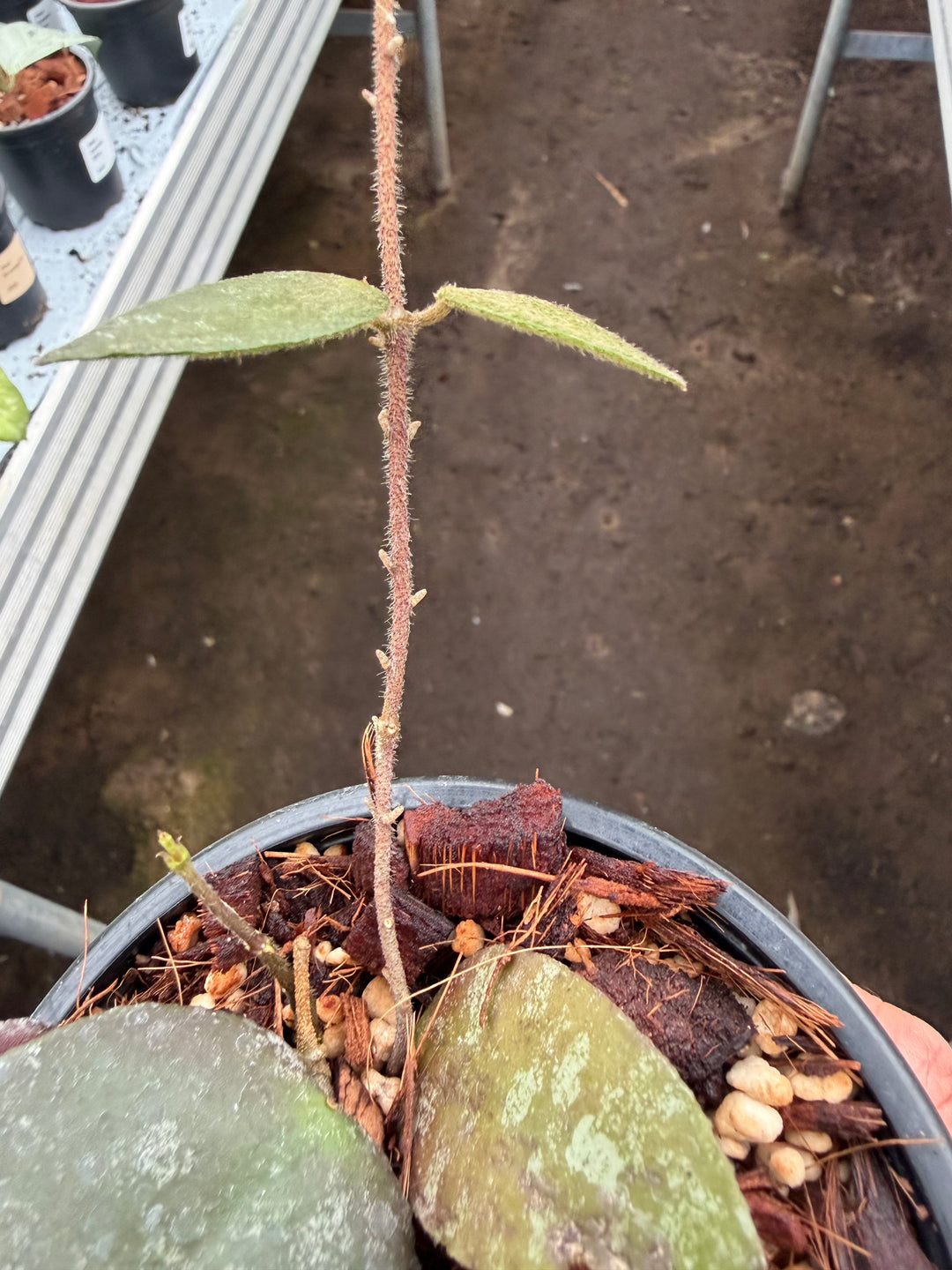 Hoya Caudata Sumatra