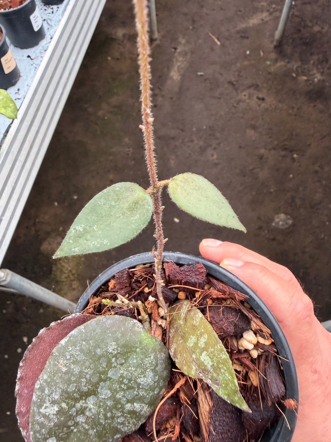 Hoya Caudata Sumatra
