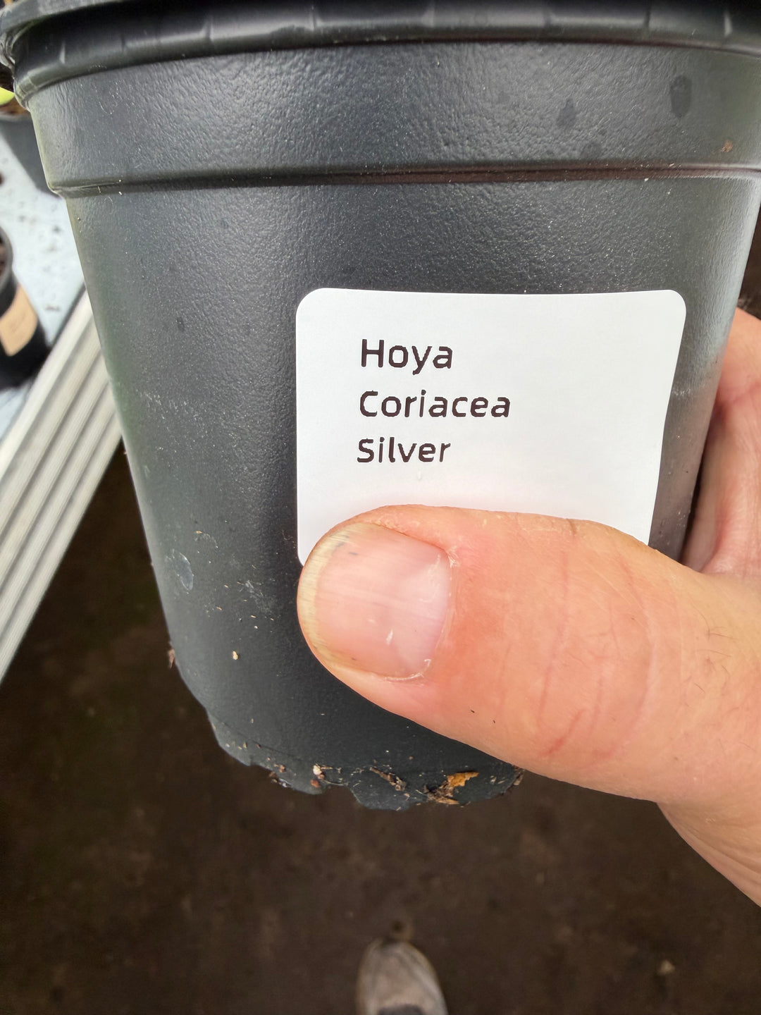 Hoya coriesea silver