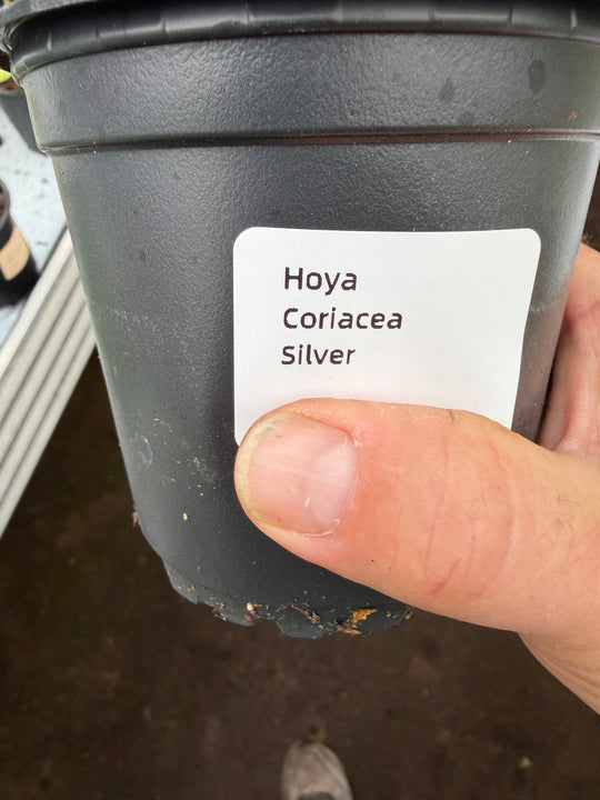 Hoya coriesea silver