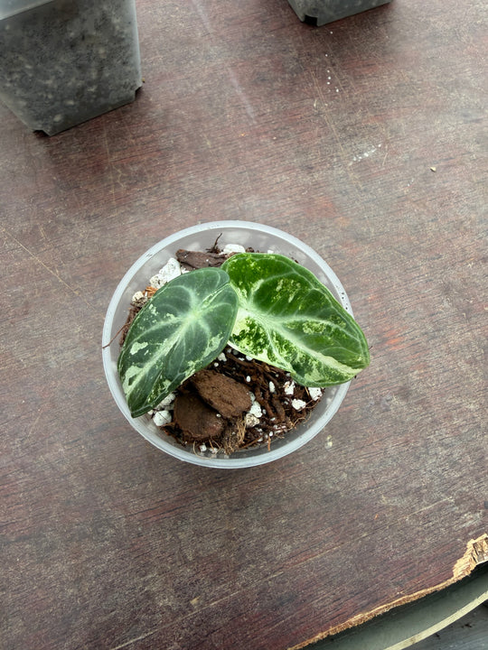 Alocasia Ninja eli