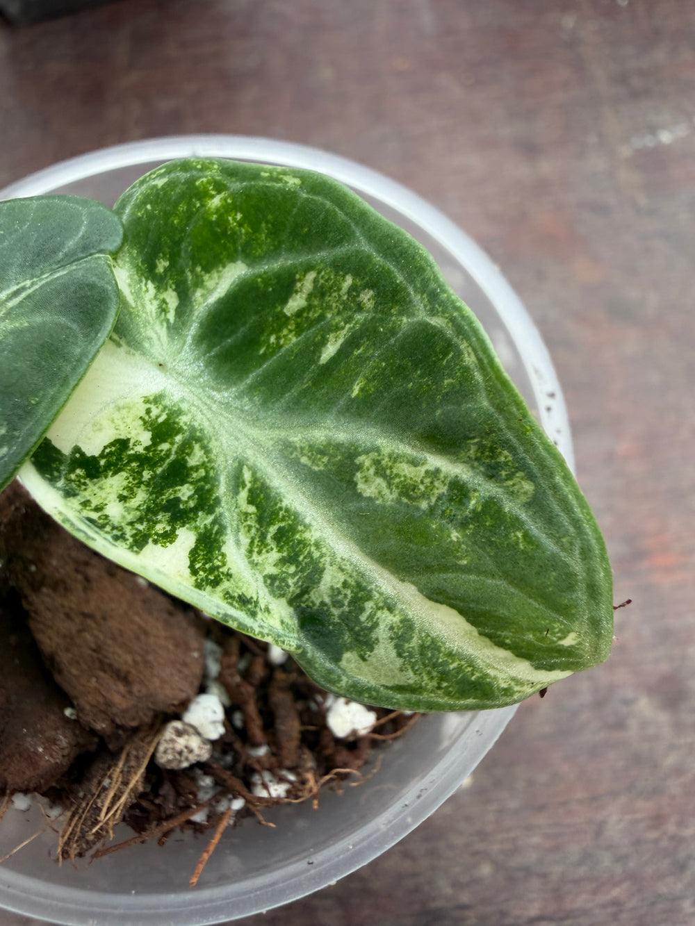 Alocasia Ninja eli