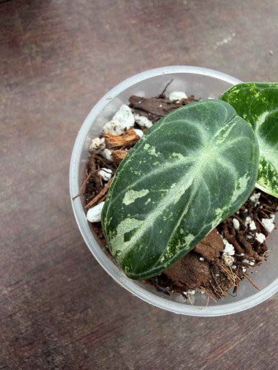 Alocasia Ninja eli