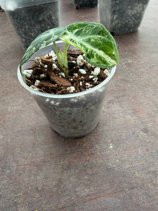 Alocasia Ninja eli