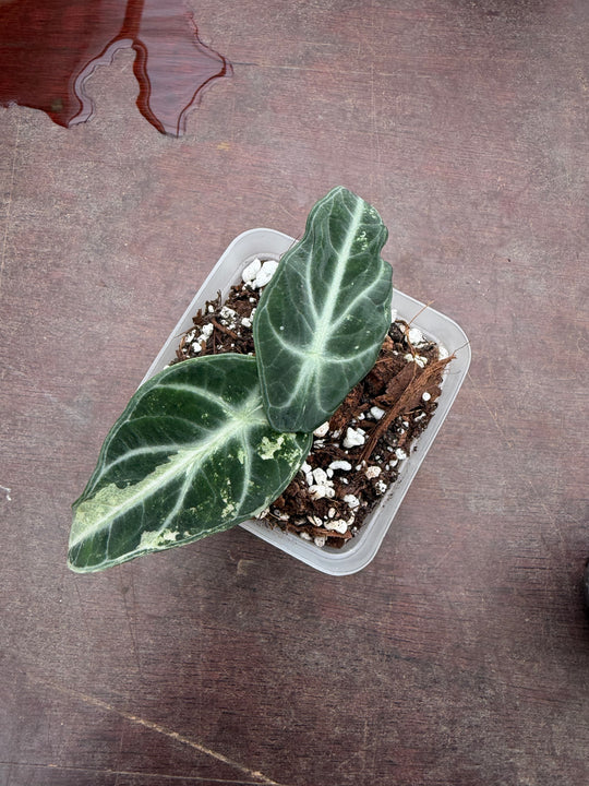 Alocasia Ninja albo