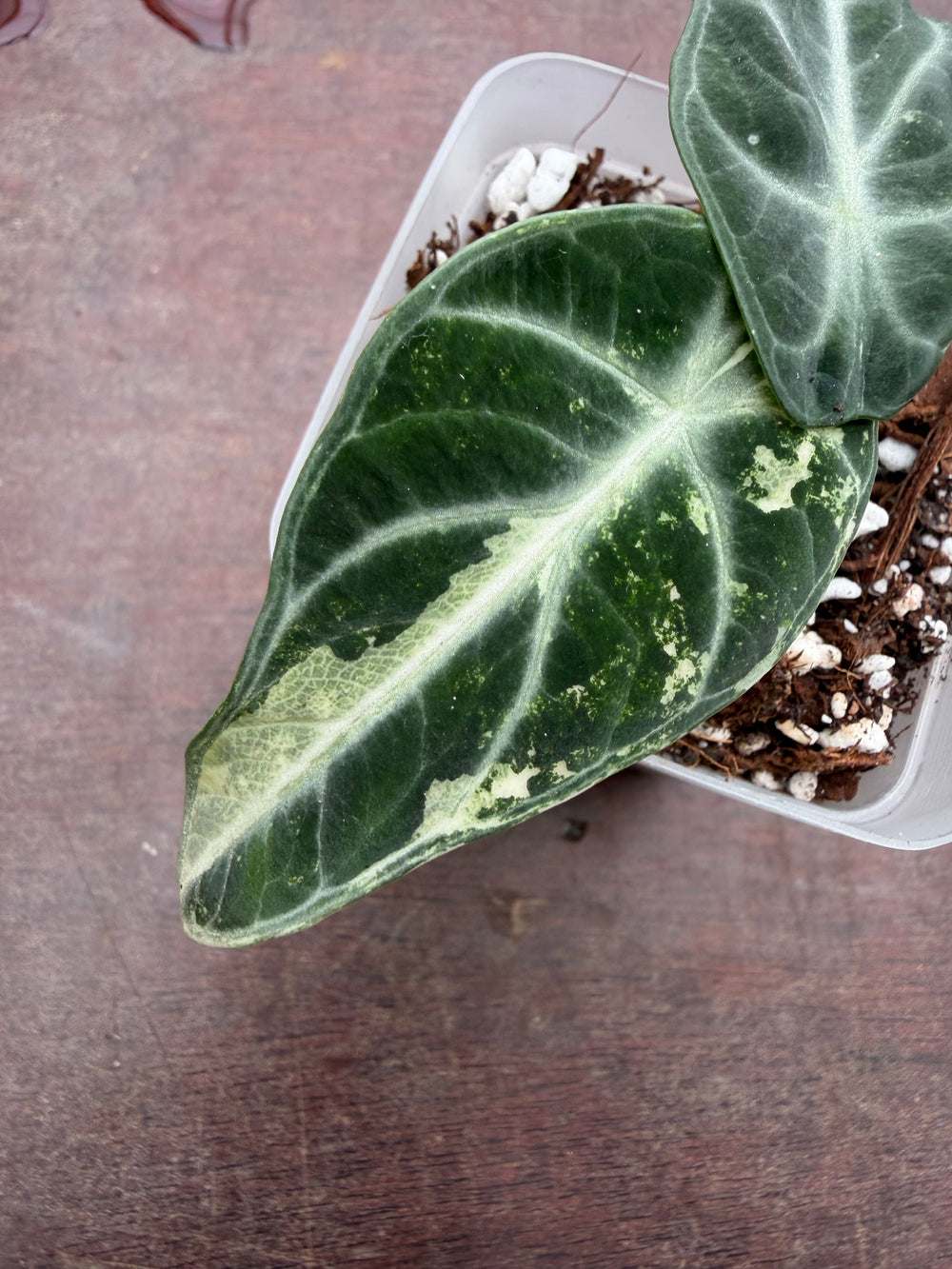 Alocasia Ninja albo