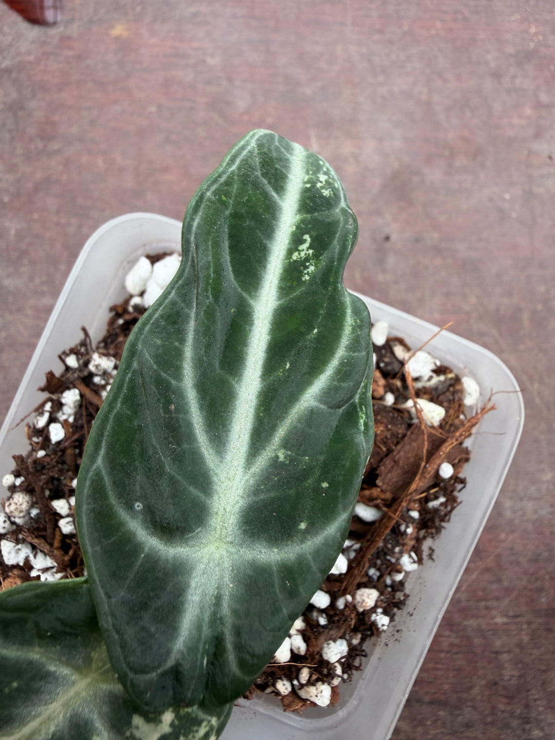 Alocasia Ninja albo