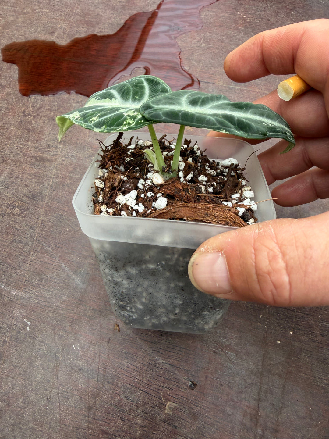 Alocasia Ninja albo