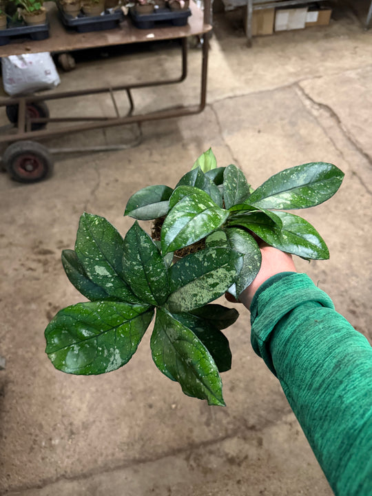Hoya callistophylla splash