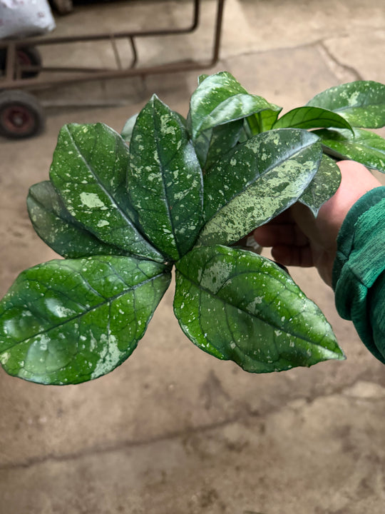 Hoya callistophylla splash