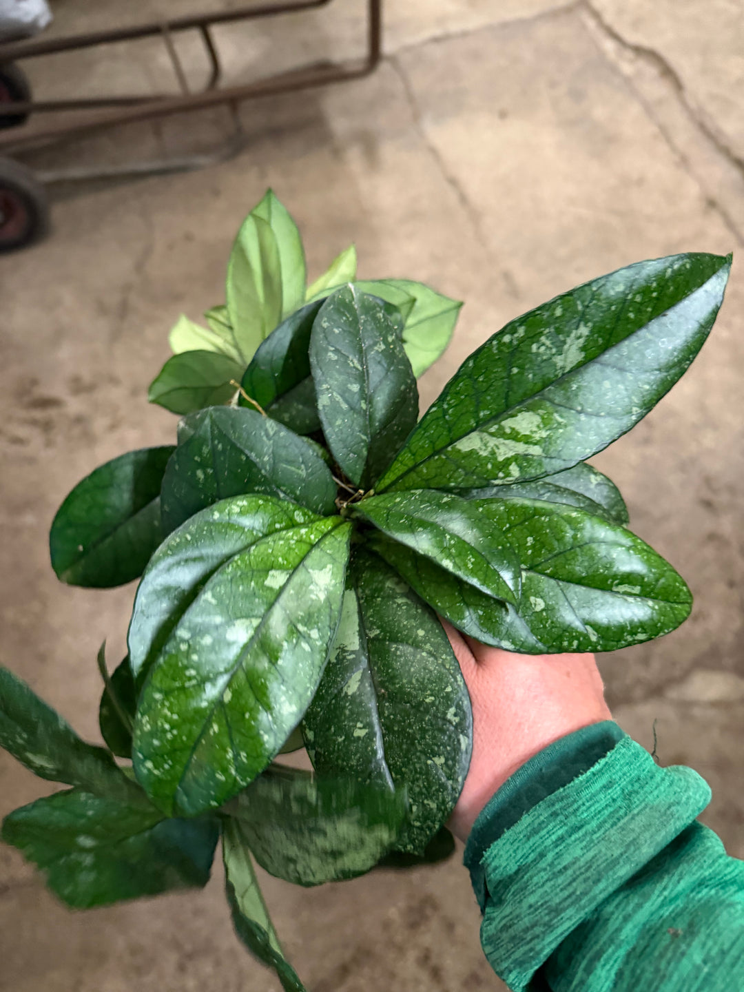 Hoya callistophylla splash