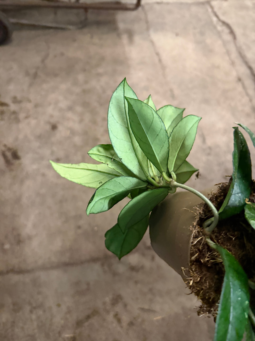 Hoya callistophylla splash