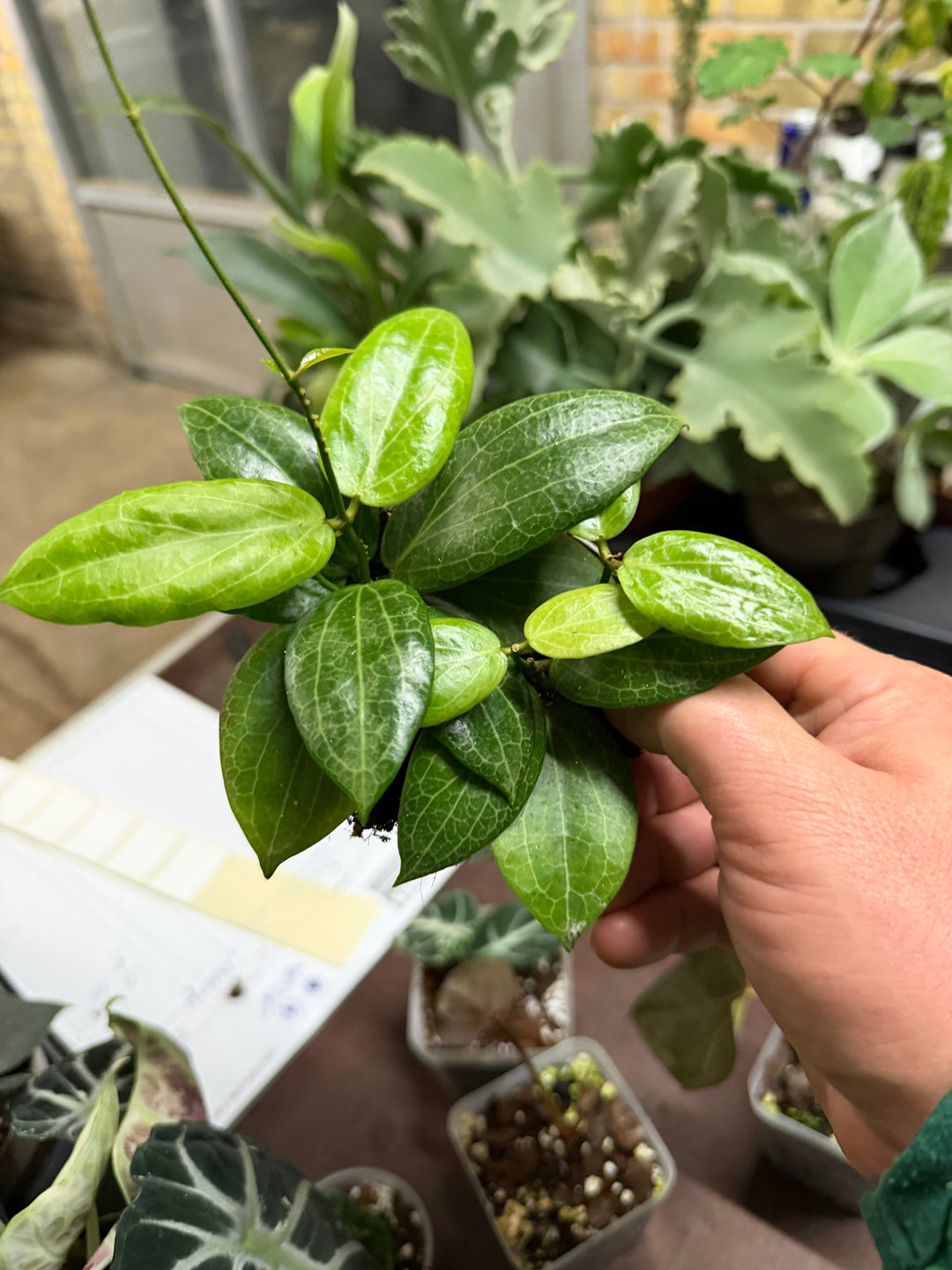 Hoya fitchii