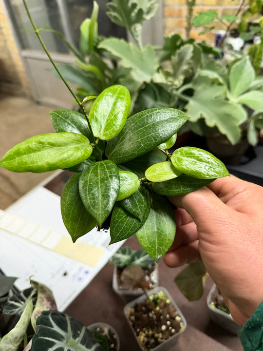 Hoya fitchii