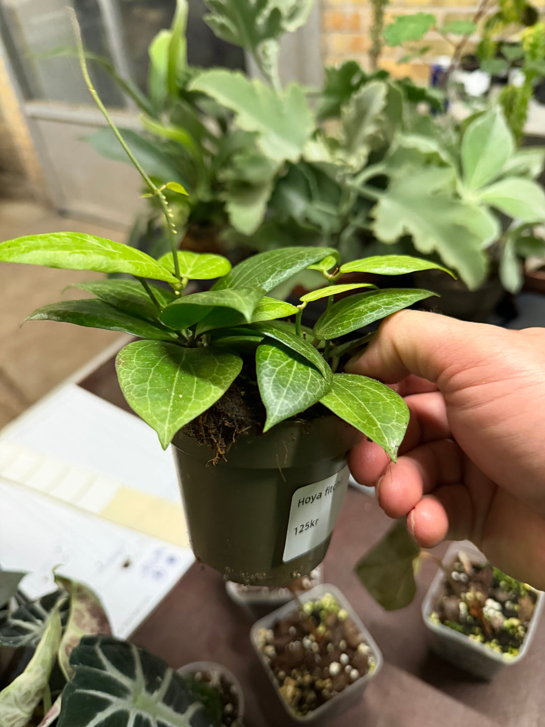 Hoya fitchii