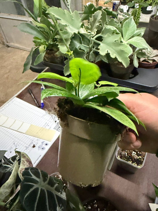 Hoya fitchii