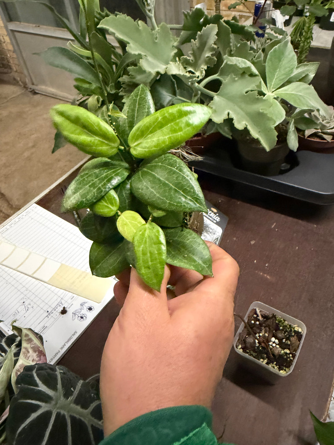 Hoya fitchii