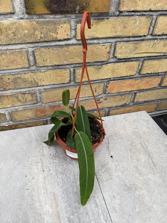 Anthurium pallidiflorum