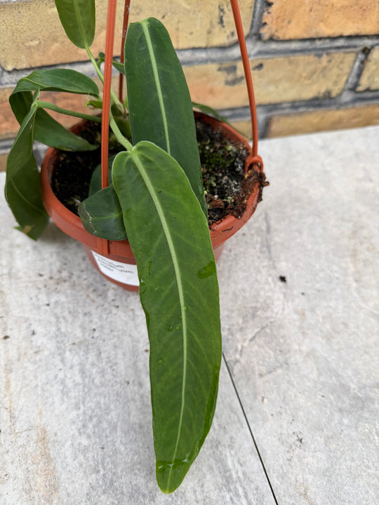 Anthurium pallidiflorum